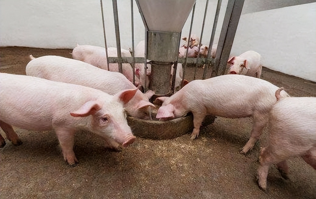 猪不吃食有精神躺着怎么办,猪没精神不吃料什么情况用什么药