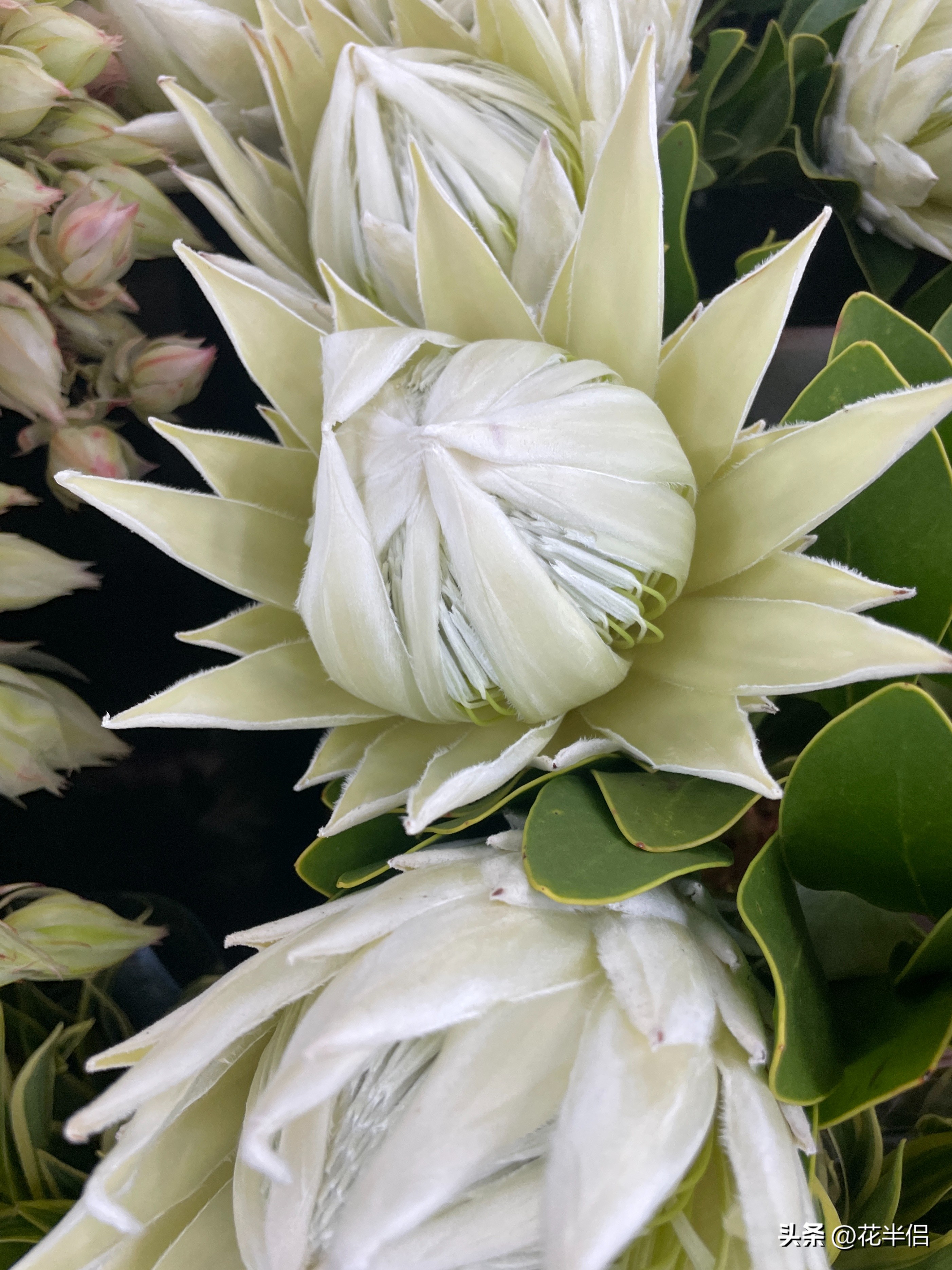 名贵花卉帝王花,帝王花中的稀有品种