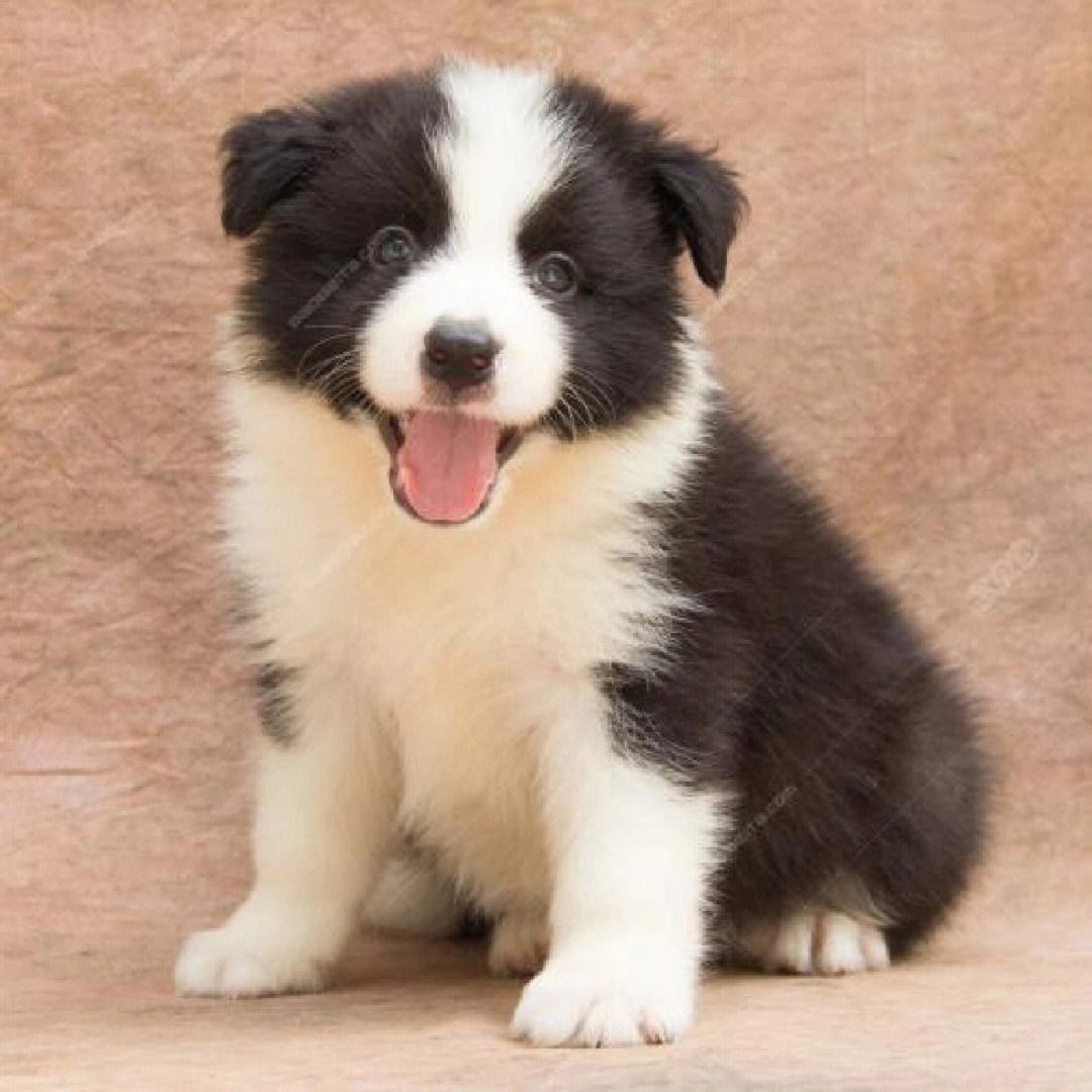 全世界十大名犬排行榜发布,世界上最好的十大萌犬