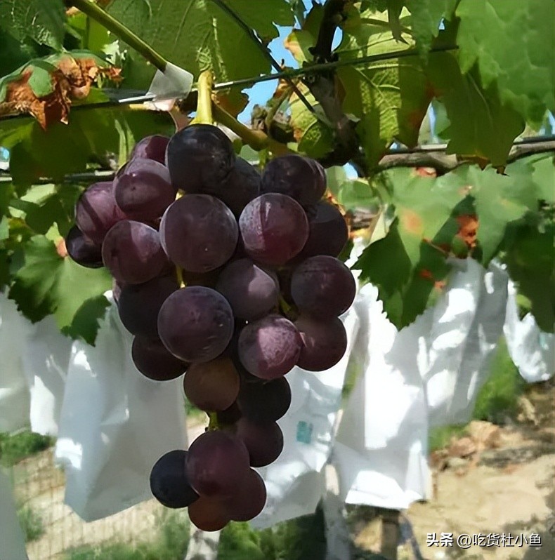 镇江美食必买,镇江美食特产介绍