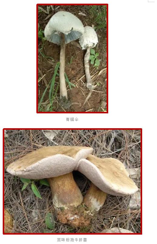 爱的魔力转圈圈蘑菇头,爱的魔力转圈圈彩虹伞