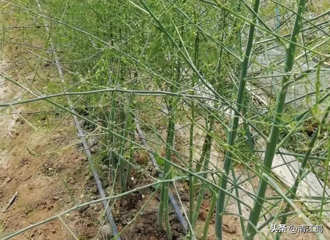 露笋高产吗,莴笋的种植方法和时间