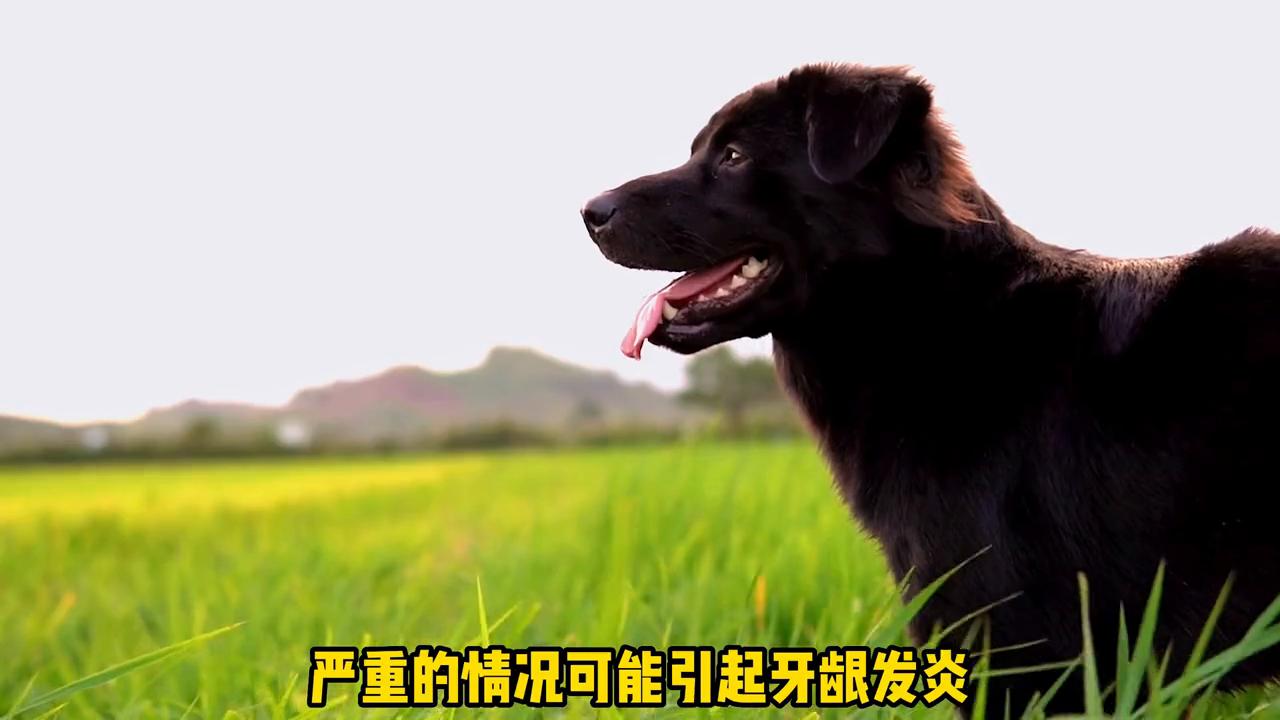 狗狗身上的味道是从哪里发出来的,怎么去除狗狗身上的味道