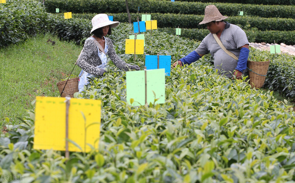 普洱未来楼市,普洱的房价会涨还是会跌
