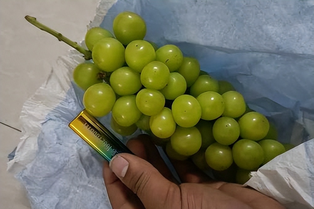 阳光玫瑰是药水泡的吗,阳光玫瑰的作用和处理方法