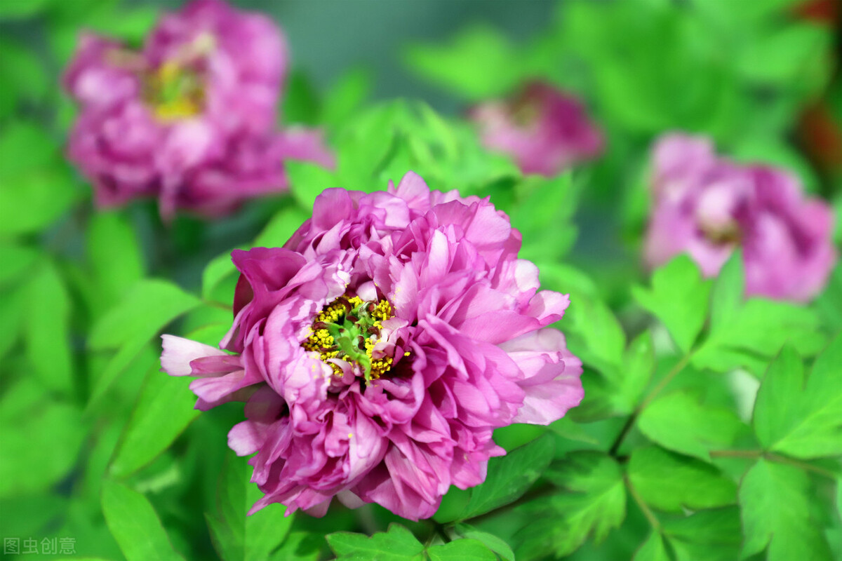 现在中国的国花是什么花,中国的国花应该是什么花呢