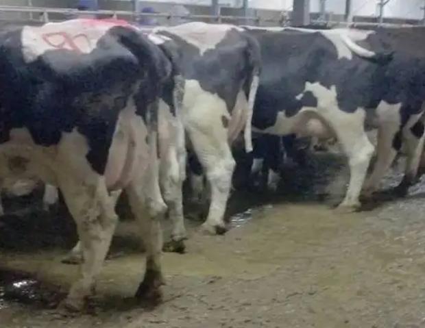 牛拉稀带血白色,牛拉稀带血是怎么回事