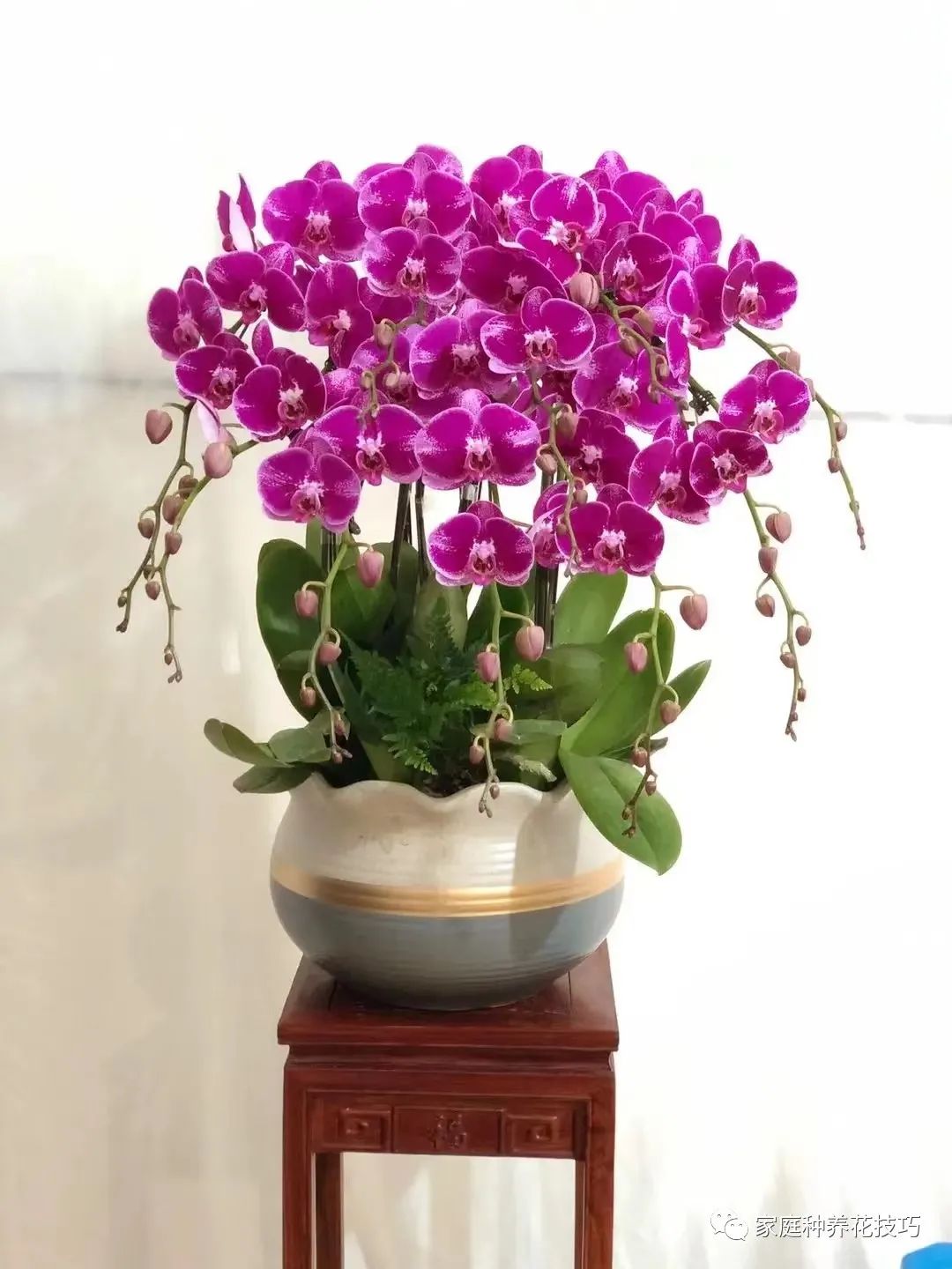 最漂亮的懒人花草,20种懒人花草阳台客厅必备