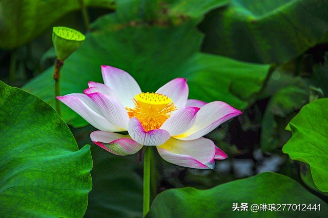 荷花是一种优雅高洁的美,荷花之美在于淡雅