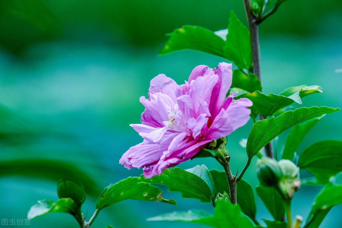 世界各国的国花都是什么,世界各国的国花都是什么花