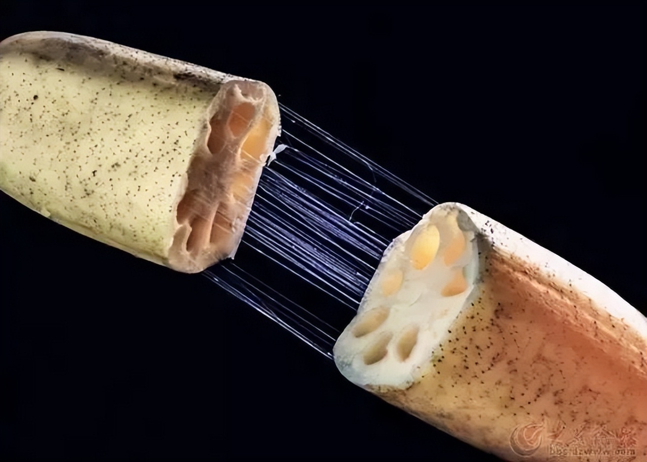 藕断丝连看图猜成语,藕断丝连四个字成语