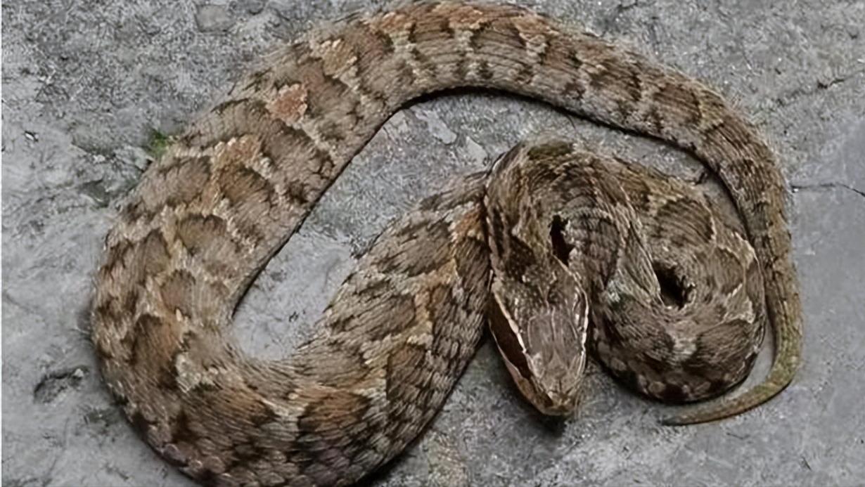 中国十大毒蛇纪录片完整版,中国哪个省毒蛇多