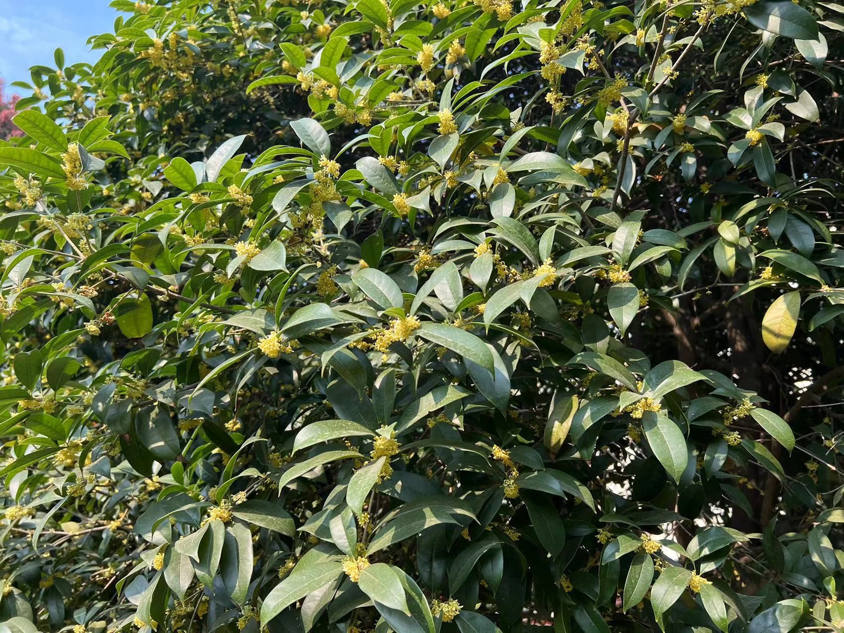 金秋十月赏桂花,南京国庆赏桂花