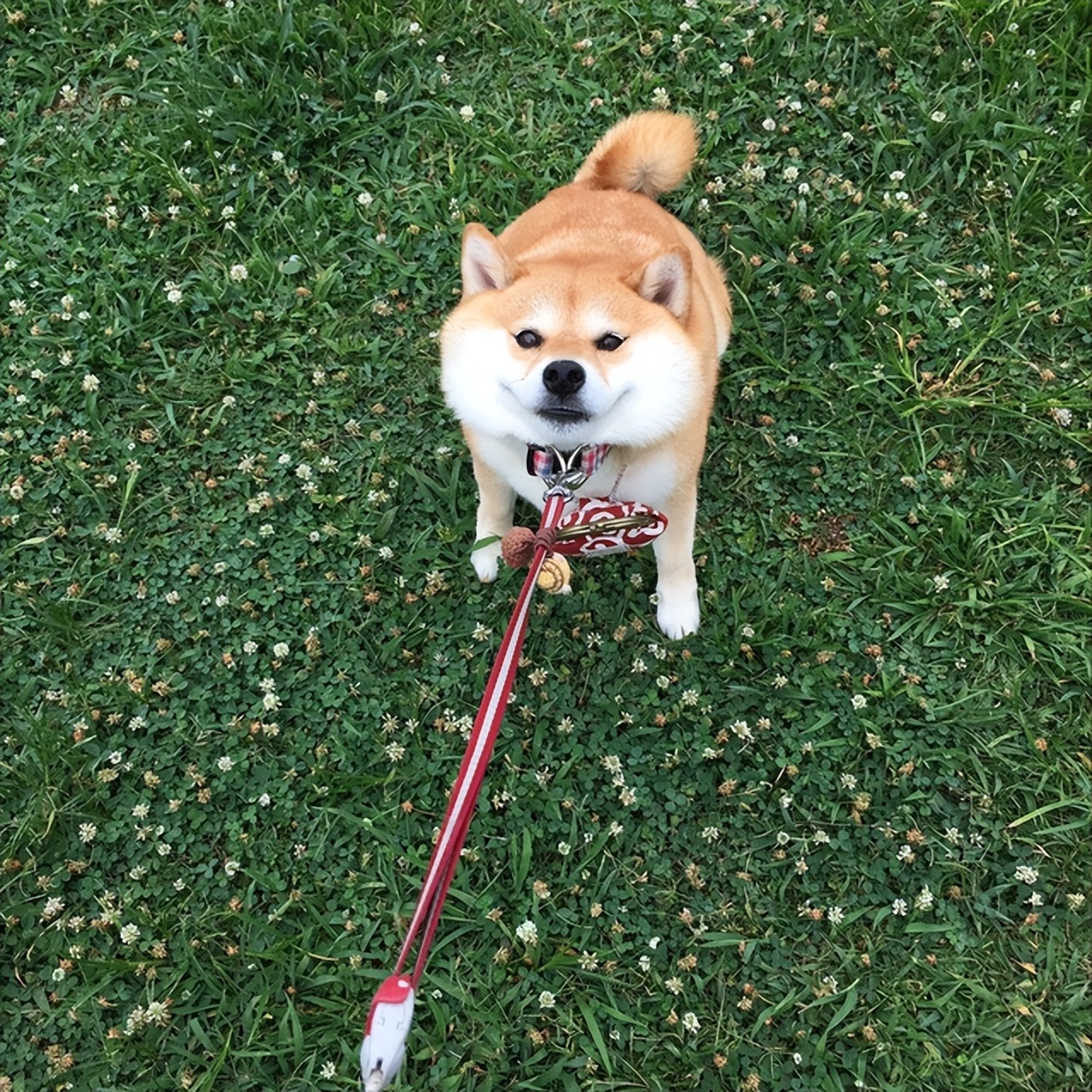 几月出生的柴犬体味小掉毛少,为什么柴犬容易弃养