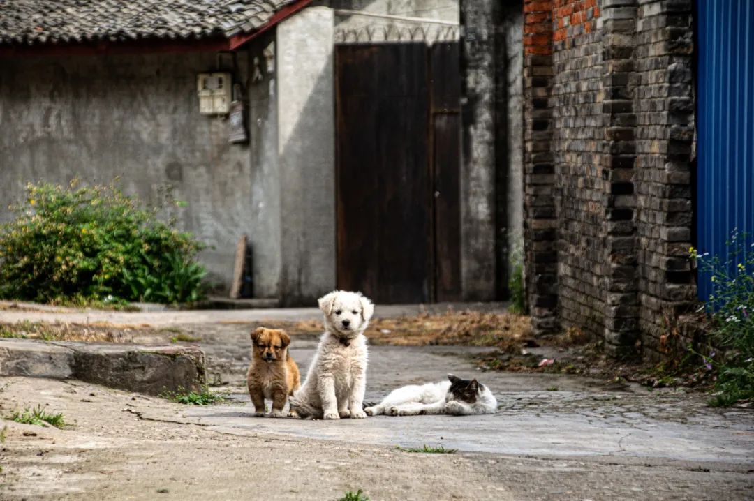 成都安乐村,成都安乐乡安乐村