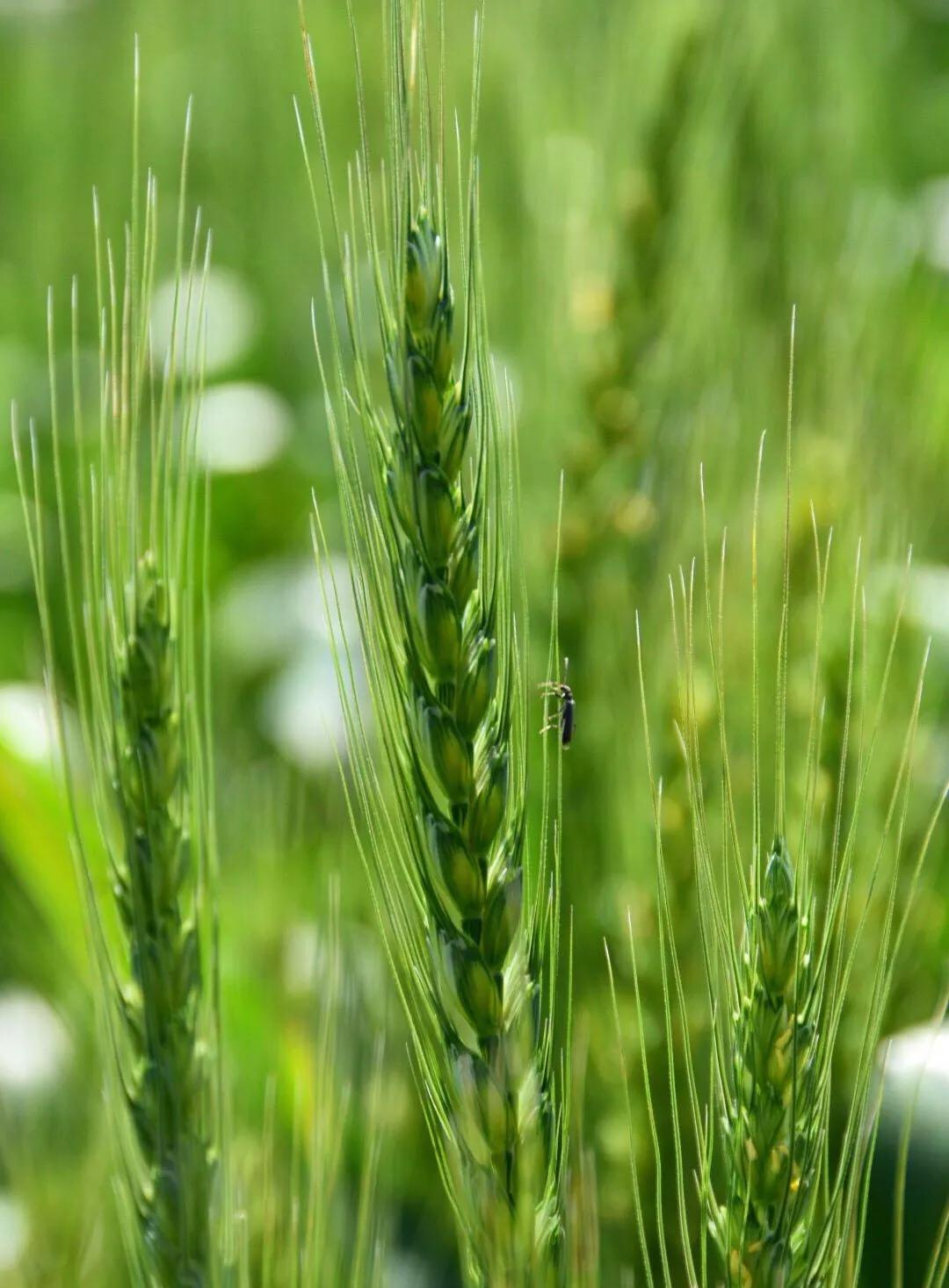雪花粉″像雪花一样雪白轻盈飞舞吗？一日三餐四季皆有深情厚意