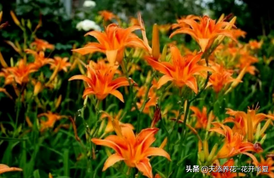 康乃馨是国外母亲节花，中国母亲花是什么您知道么？