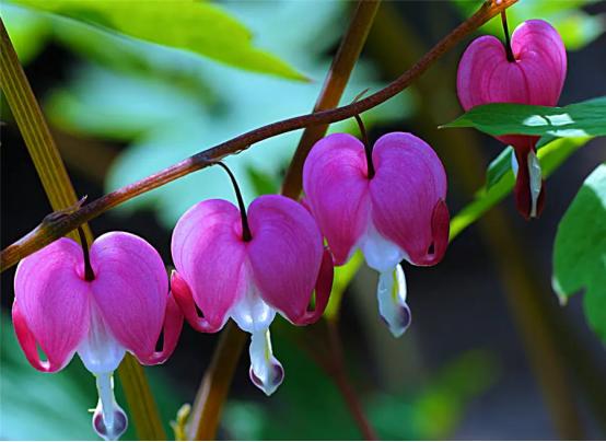 百花种类大全,百花的种类有哪些