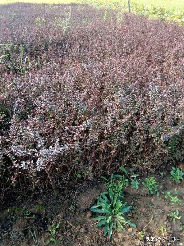 红叶小檗紫叶小檗的价格,红叶小檗幼苗批发基地