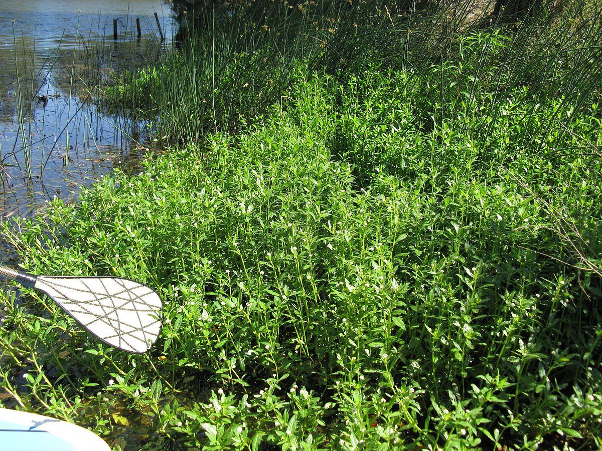 鳄鱼入侵黄浦江,鳄鱼入侵柳江河