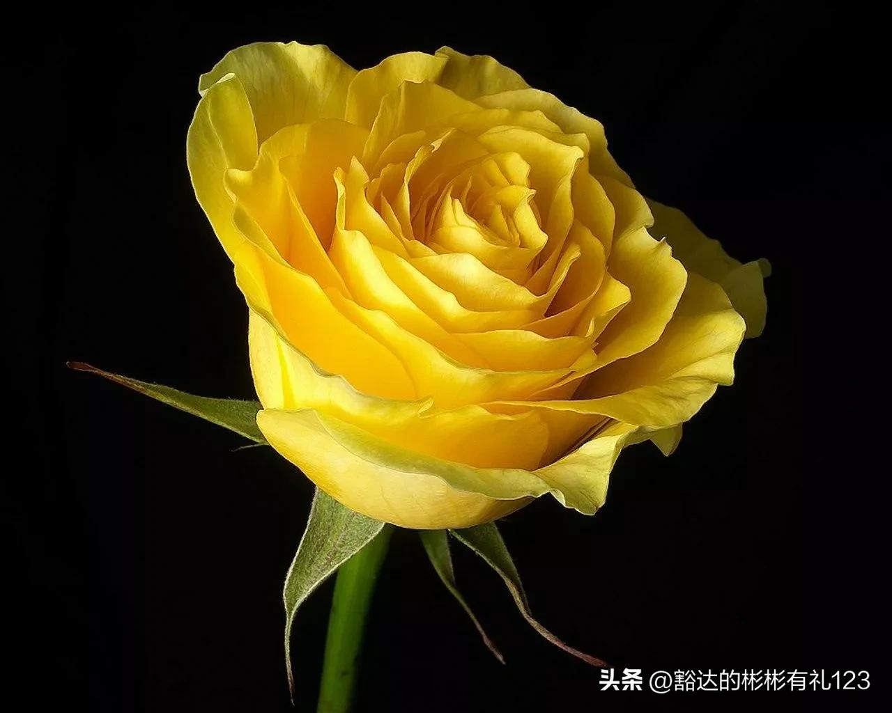 难得一见绝美一清二楚郁金香壁纸,难得一见雪景壁纸