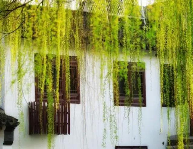 柔丝弄早春,柳枝婀娜醉春风,期盼好事要发生