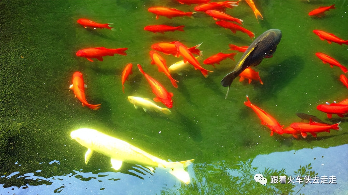 老天津读历史，新天津新全运（四）——天津大学（下）