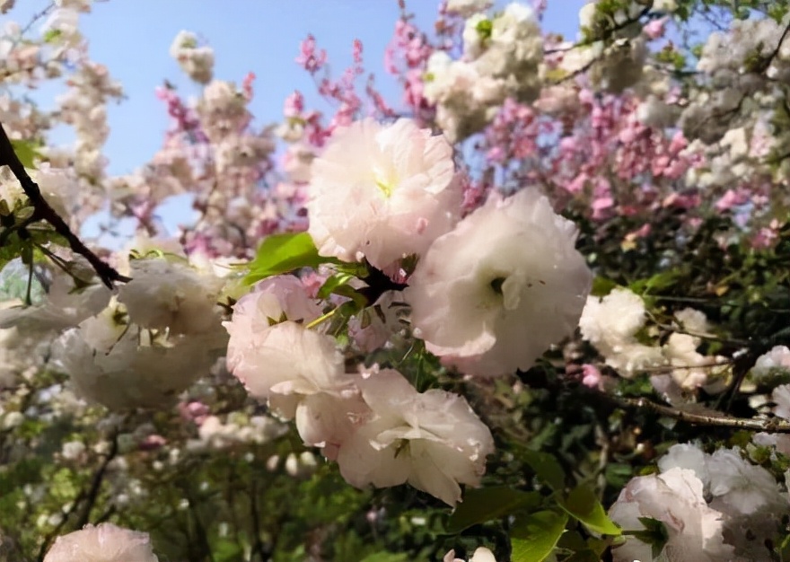 世界级的赏樱花的地方原来在这里,赏樱花的地方都在哪里
