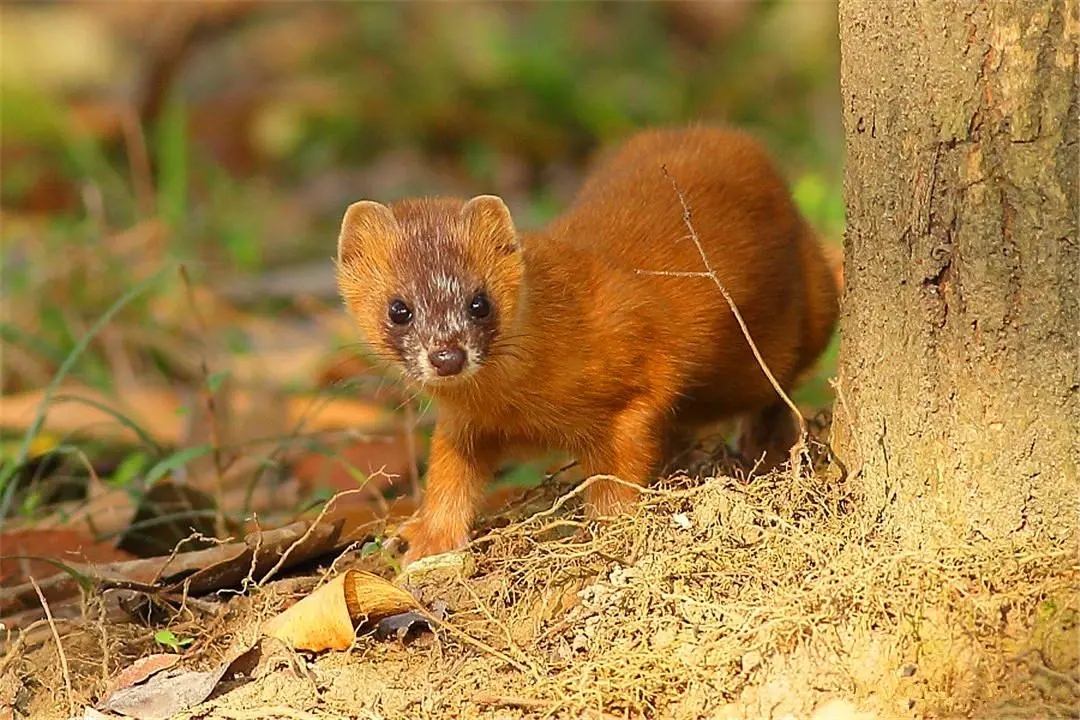 山西老农砍柴发现藏金洞,山西老汉发现山洞洞里藏金砖