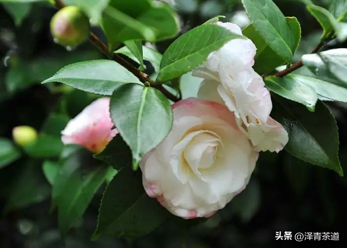 写春天的著名唐诗宋词加赏析,十首描写春天的宋词