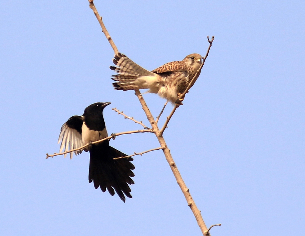 为什么老鹰敢吃喜鹊呢,喜鹊很坏为何被视为吉祥鸟