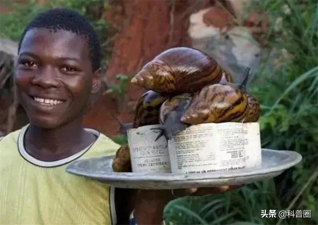 非洲大蜗牛中国泛滥,非洲人能吃1500万公斤,为何中国吃货怂了?