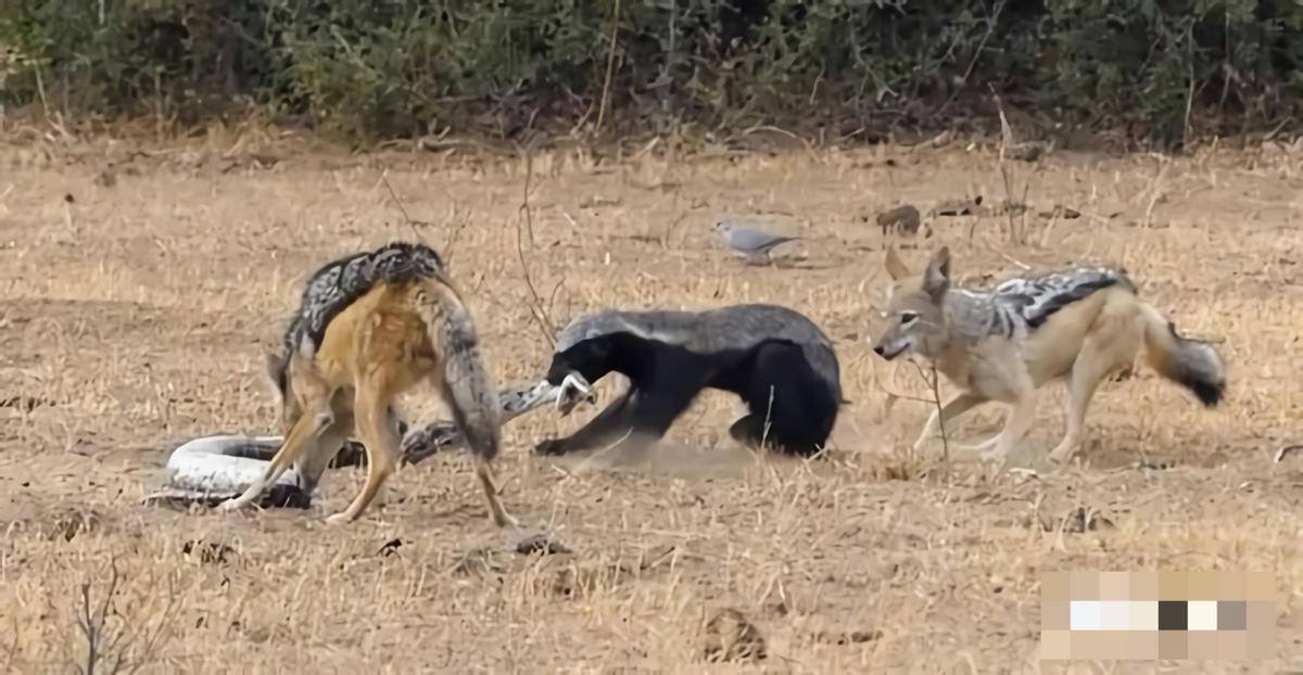 拿毒蛇当“辣条”，脚踩豪猪，非洲拟人版陈浩南？