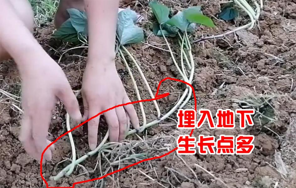 栽红薯苗的正确方法是什么,栽红薯苗的正确方法用加塑料膜吗