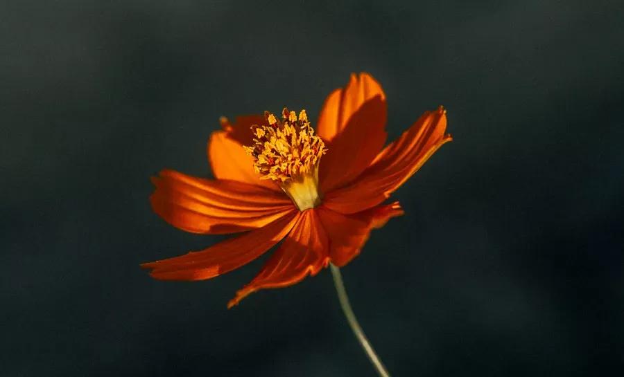 不问花开几许只愿浅笑安然全诗,相逢不问花开几许只愿浅笑安然