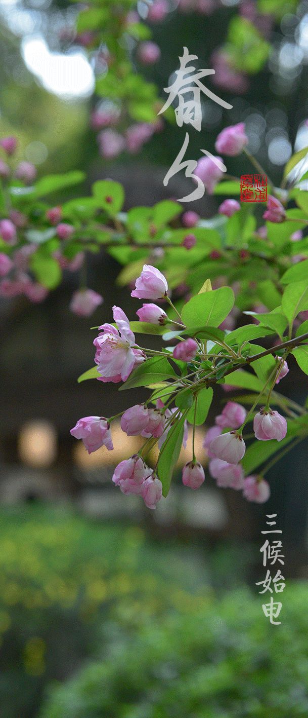 今日秋分丨秋实春华，草堂浮生