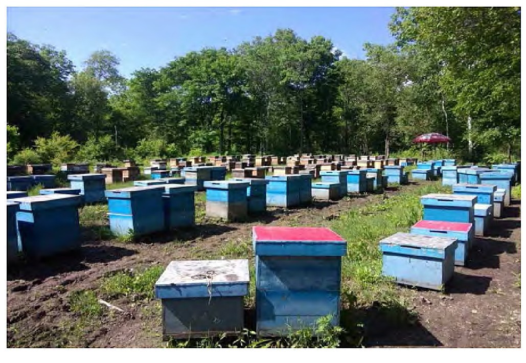 森林椴树蜜,虎林和伊春哪个好