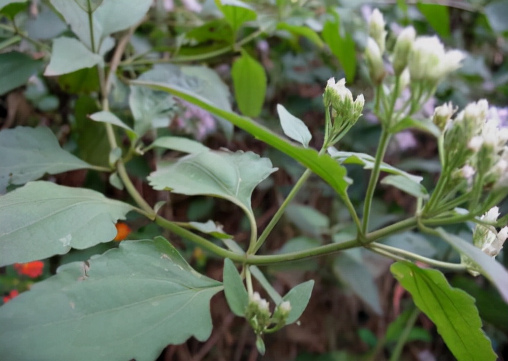 飞机草是外来物种吗,有哪些草是外来物种