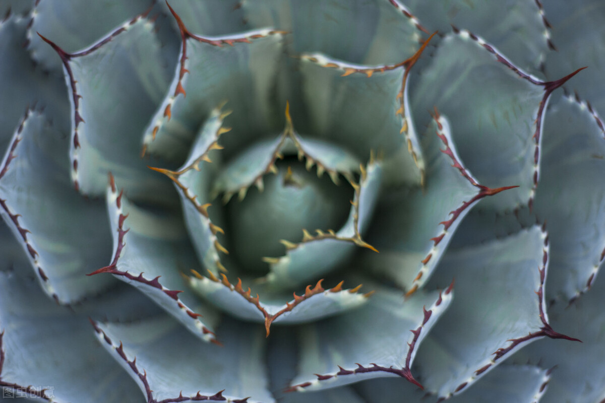 好养的植物小型图片和养殖方法,最好养的10种种植物