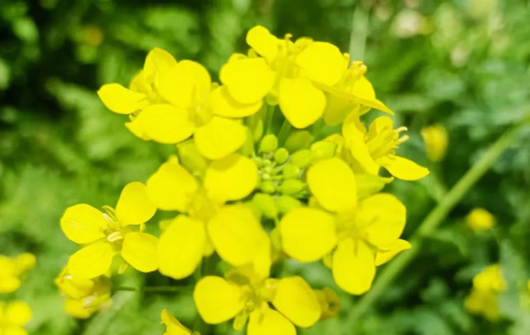 甲友心声和甲癌的关系,甲友心声全文