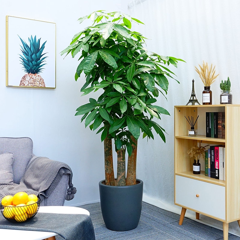 超级好养的大绿植排名前十,比较好养的大型绿植