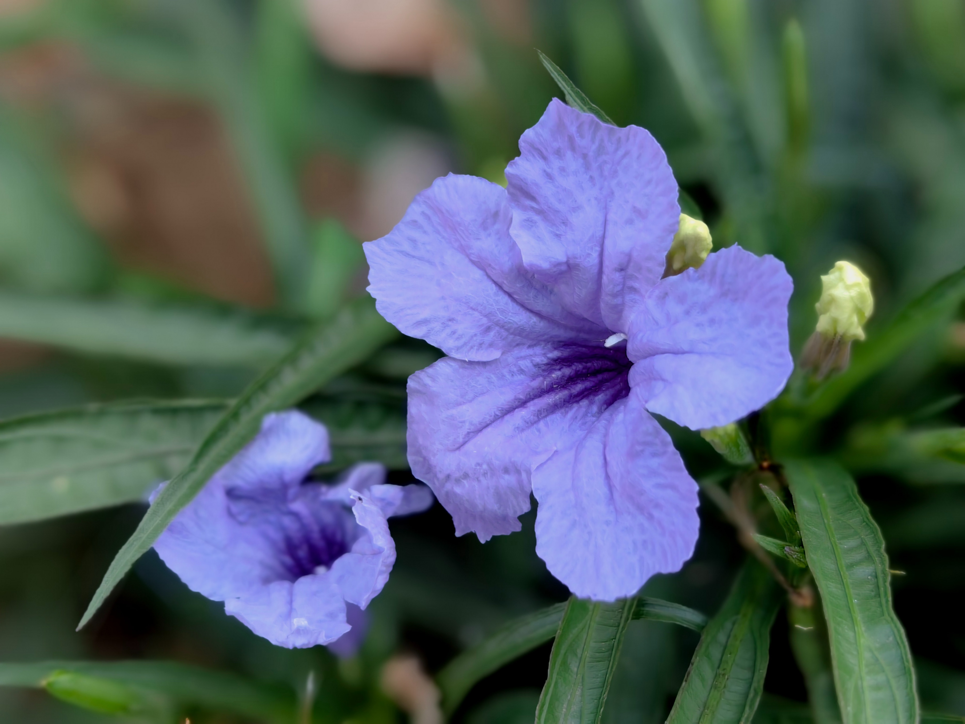紫色兰花草:,蓝色花草品种