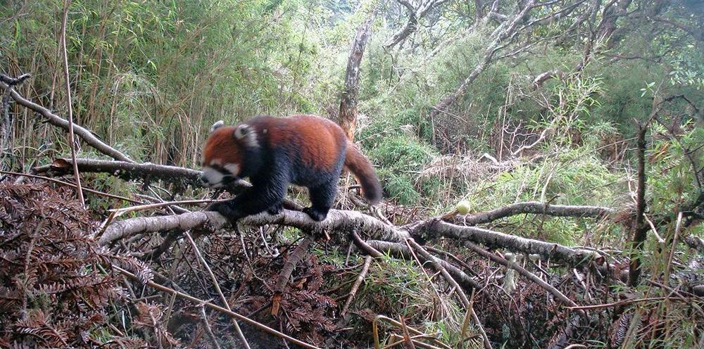 大熊猫真的安全了吗,大熊猫安全性能