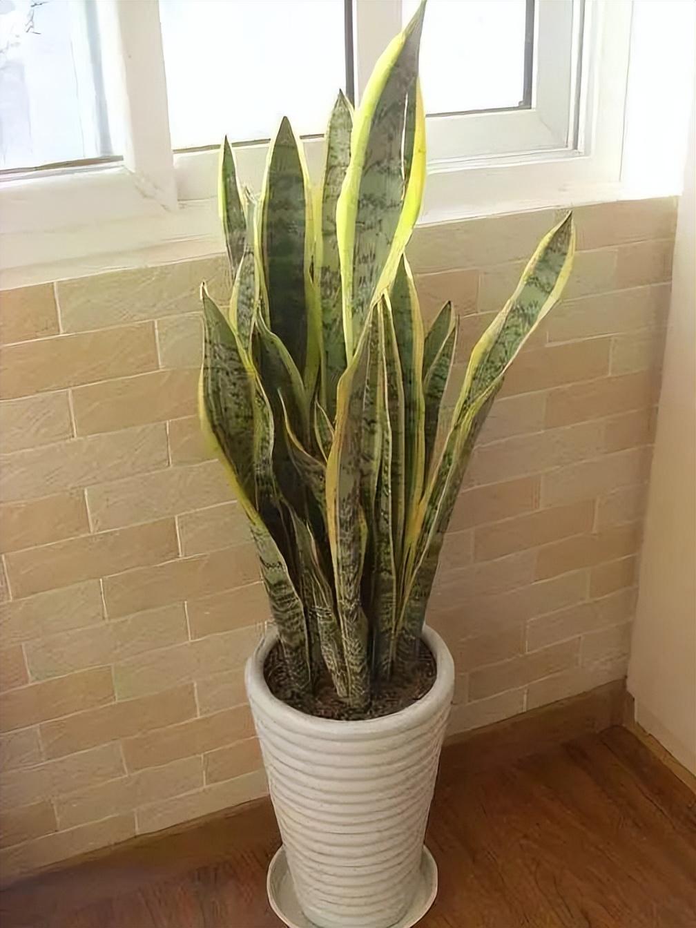 种什么蔬菜可吸甲醛,适合家庭种植的除甲醛植物