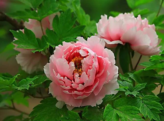 这二十幅极品花卉越看越醉,超好看又耐看的花卉图