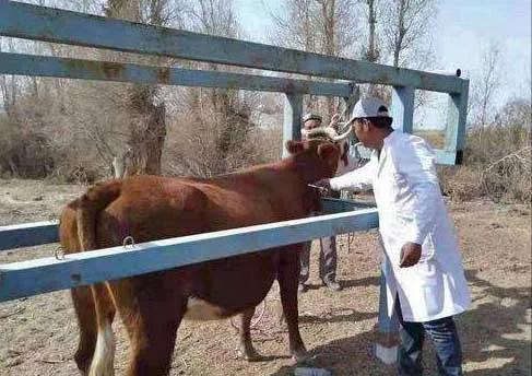 育肥牛一年要驱几次虫？