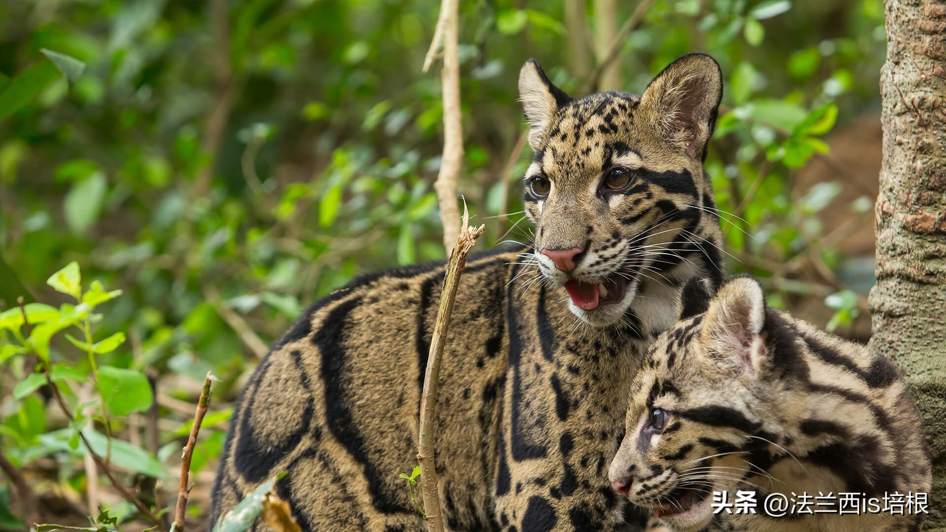 世界上最厉害的猫科动物豹猫,豹猫我国最可怜的野生猫科动物