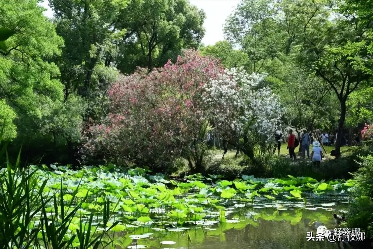 苏州园林拙政园地址,苏州园林路拙政园