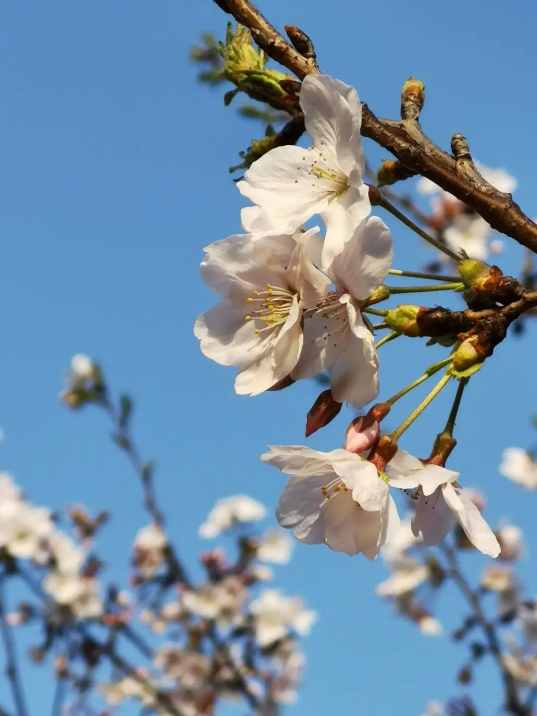 错过了一个秋天,错过了一个春秋
