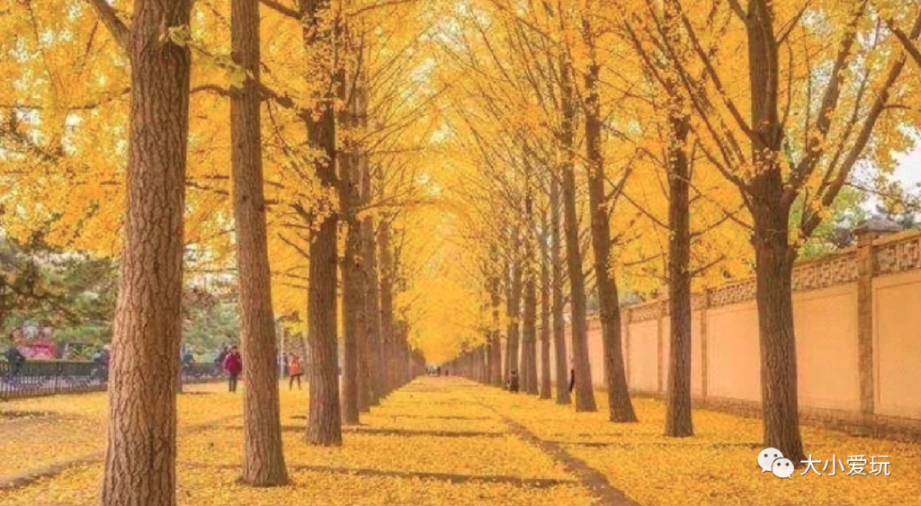 银杏最美的地方,金秋十月最美的银杏